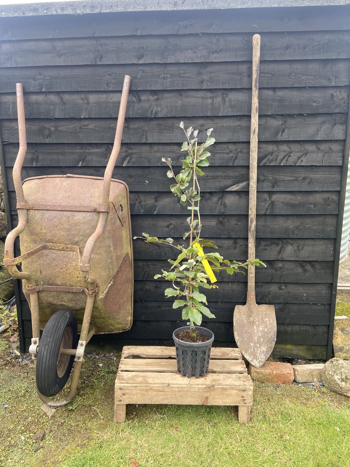 FAGUS sylvatica ‘Purpurea Pendula’ / Weeping Purple Beech