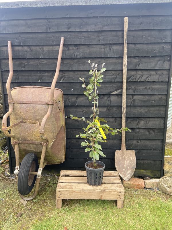 Weeping Purple Beech tree for sale UK