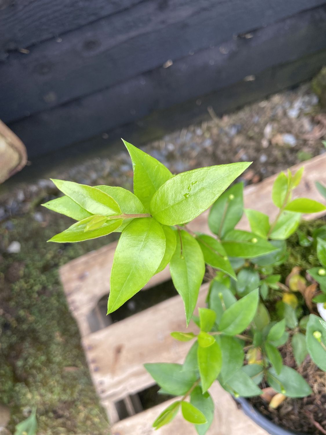 MYRTUS communis / Myrtle