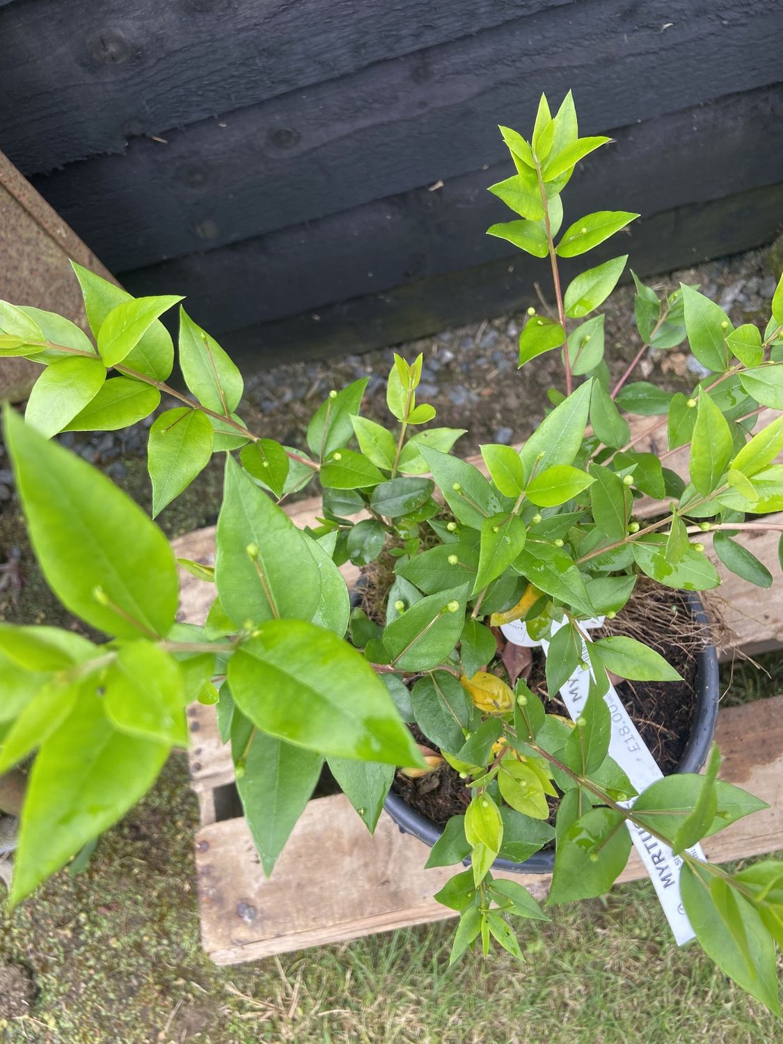 MYRTUS communis / Myrtle