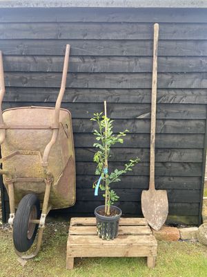 Maidenhair Tree