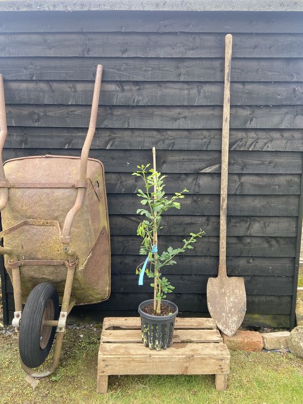 Maidenhair Tree tree for sale UK