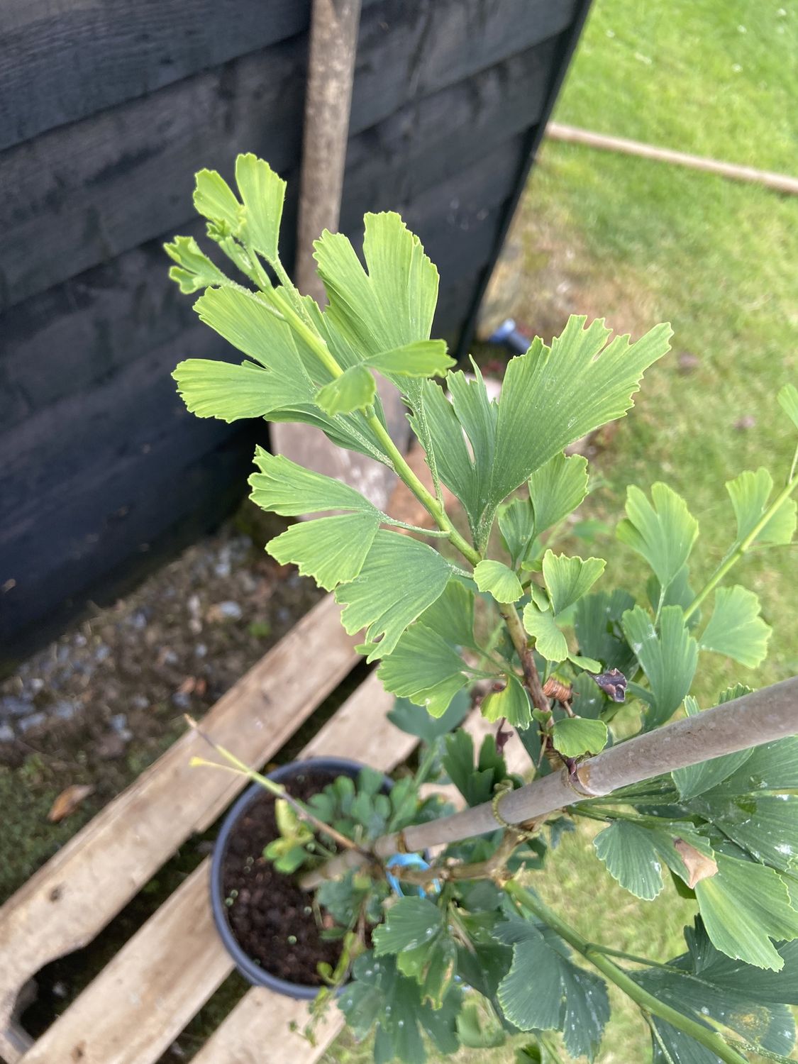GINKGO biloba &#39;Menhir&#39; / Maidenhair Tree