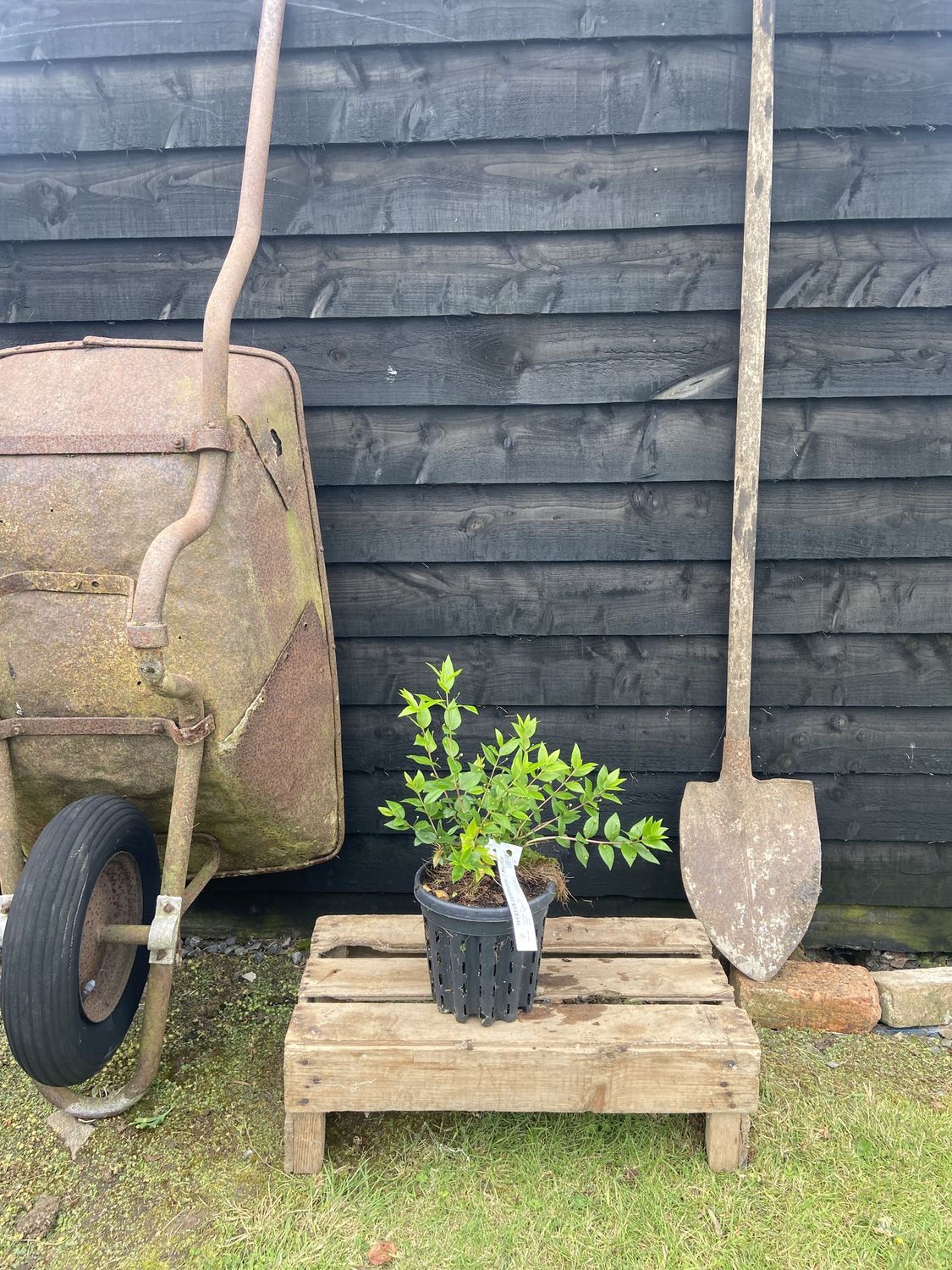 MYRTUS communis / Myrtle