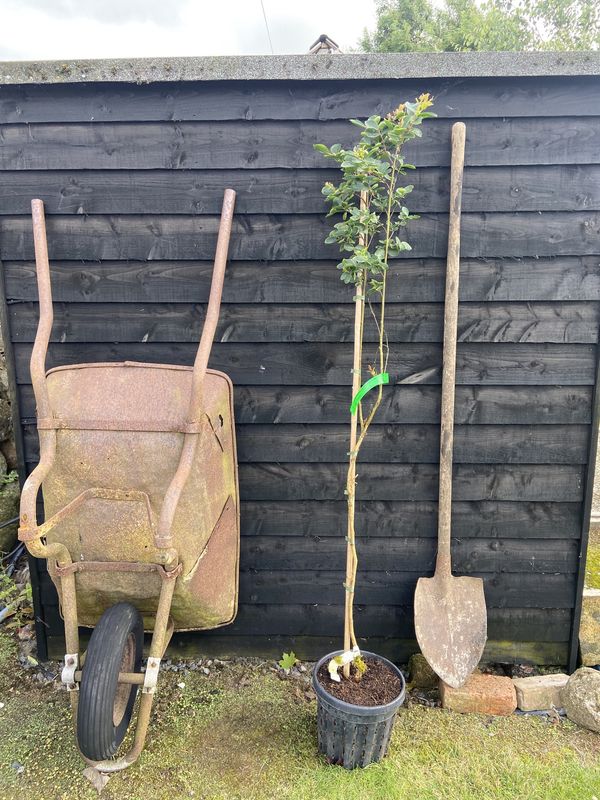 Crape Myrtle tree for sale UK