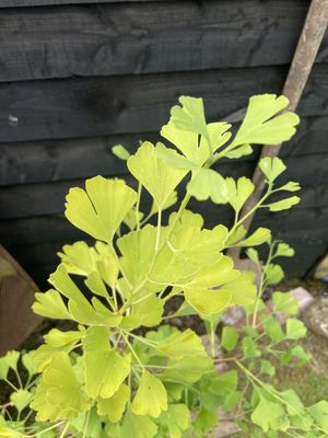 Maidenhair Tree — view 2