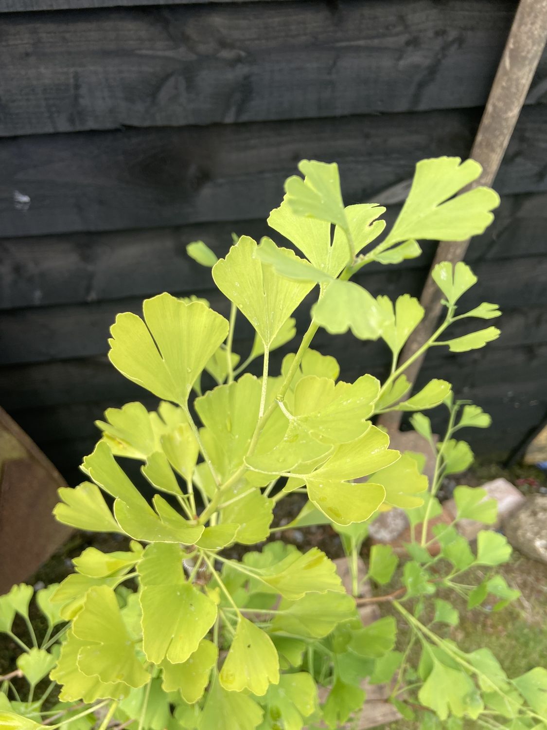 GINKGO biloba ‘Blagon’ / Maidenhair Tree