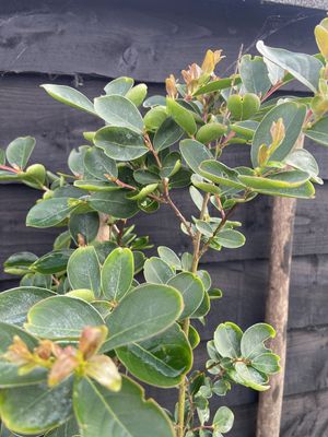 Crape Myrtle — view 3