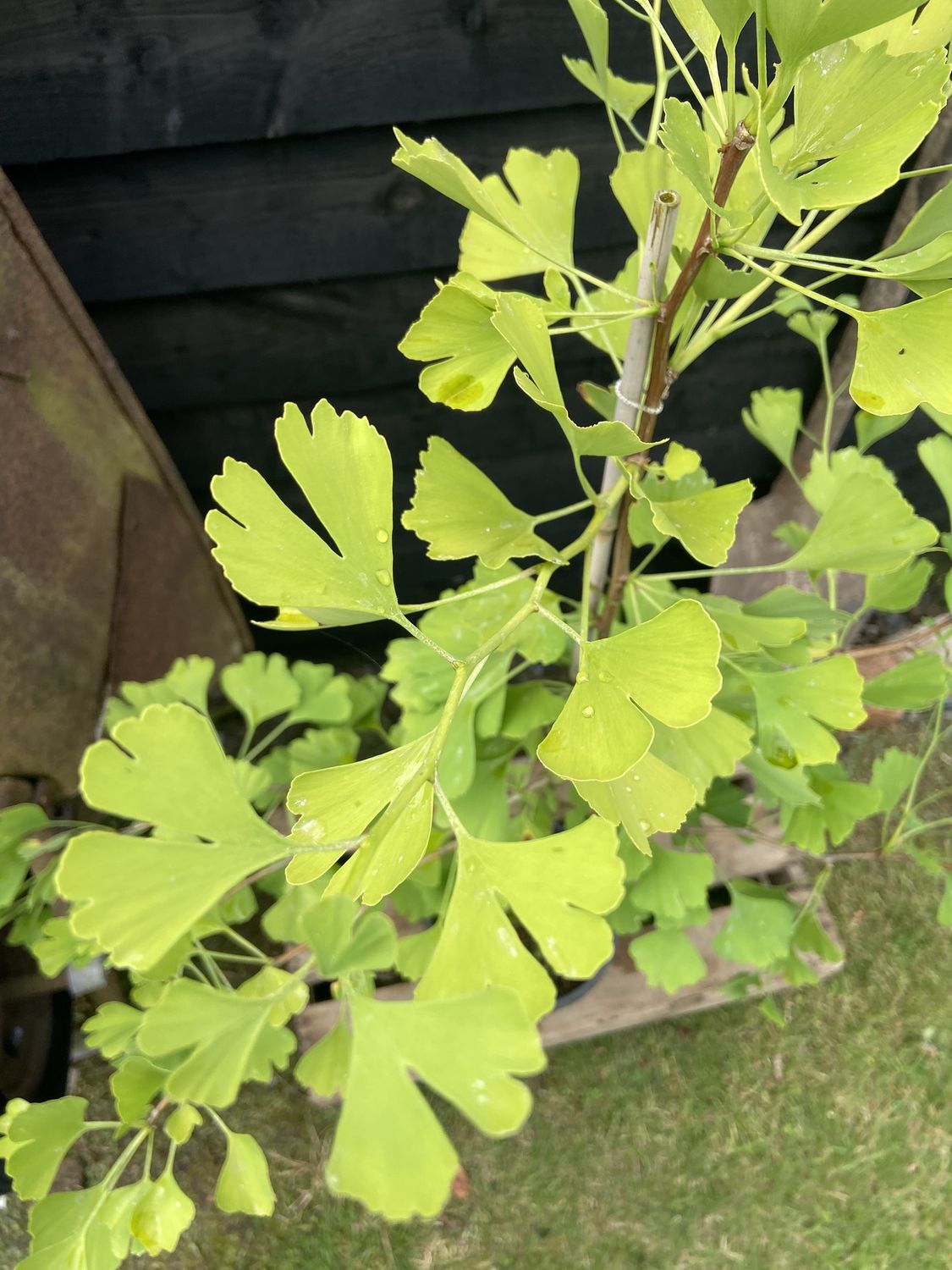 GINKGO biloba ‘Blagon’ / Maidenhair Tree