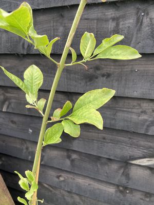 EUONYMUS europaeus 'Red Cascade' / Spindleberry