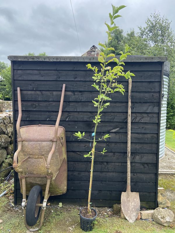 Spindleberry tree for sale UK