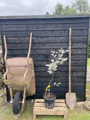 FAGUS sylvatica &#39;Tricolor&#39; / Variegated Beech