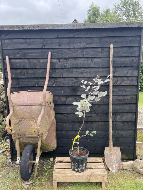 Variegated Beech tree for sale UK