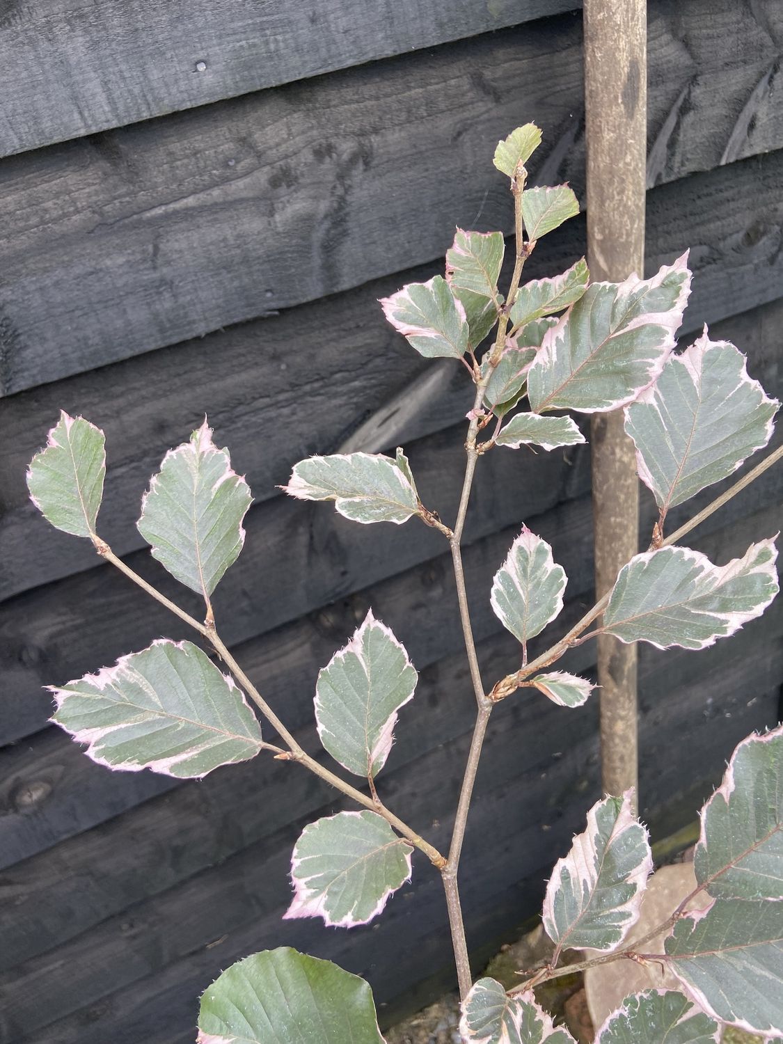 FAGUS sylvatica &#39;Tricolor&#39; / Variegated Beech