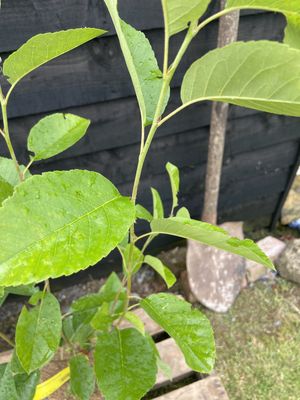 Canadian Serviceberry — view 2