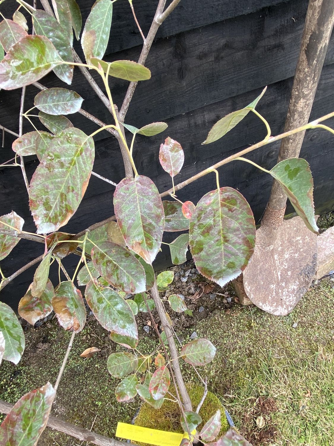 AMELANCHIER lamarckii / Snowy Mespilus