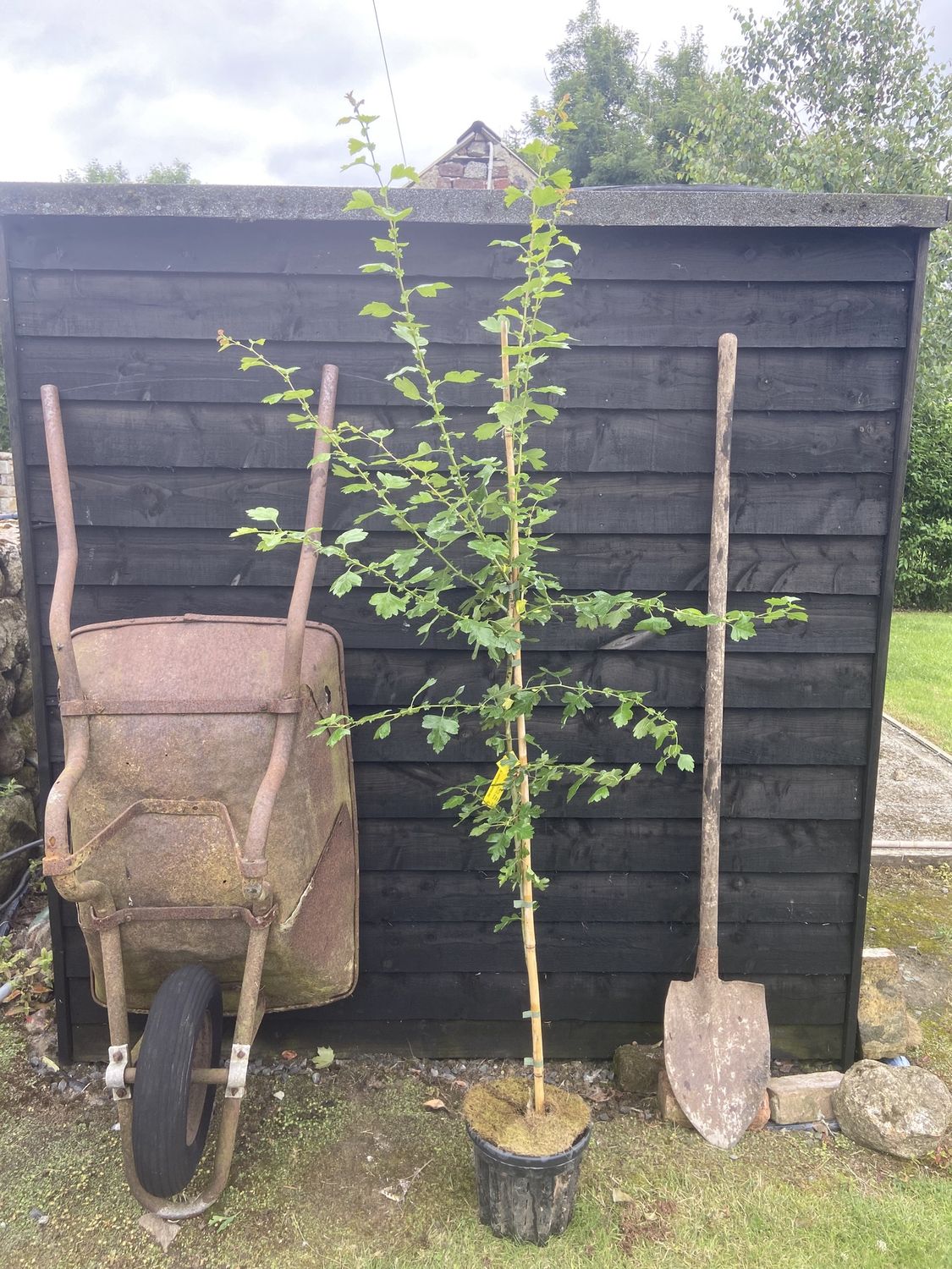 CRATAEGUS ‘Paul’s Scarlet’ / Midland Hawthorn