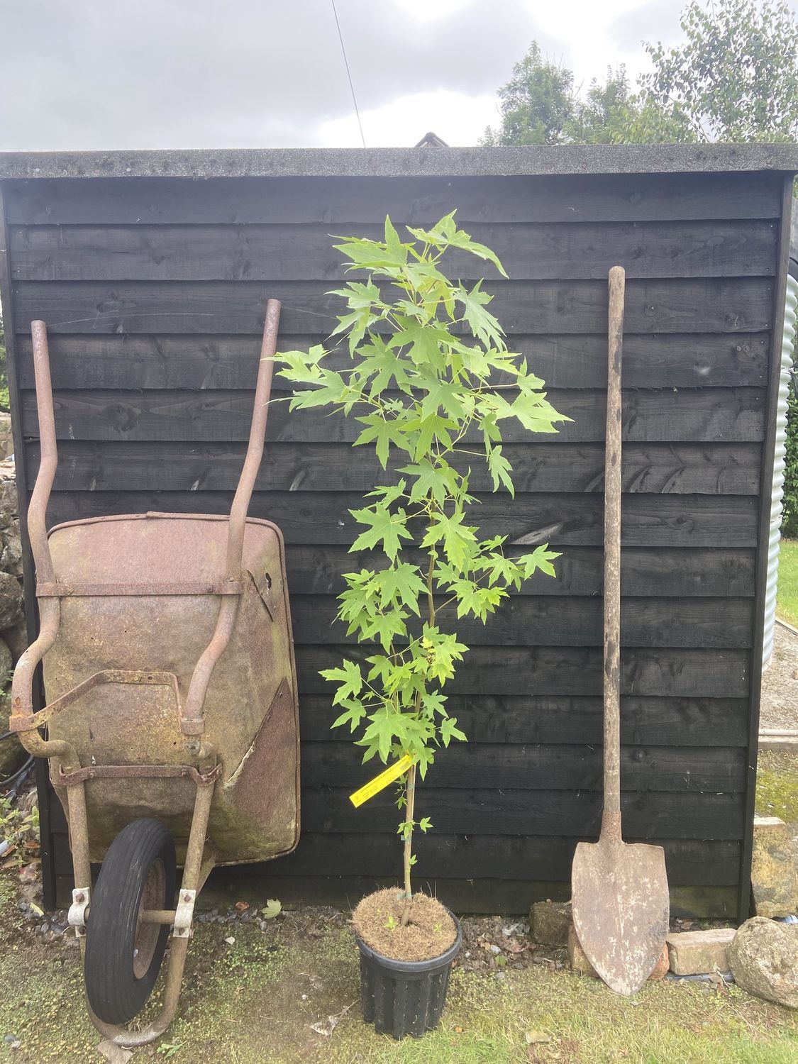 LIQUIDAMBAR styraciflua &#39;Worplesdon&#39; / Sweet Gum