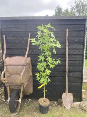 LIQUIDAMBAR styraciflua 'Worplesdon' / Sweet Gum