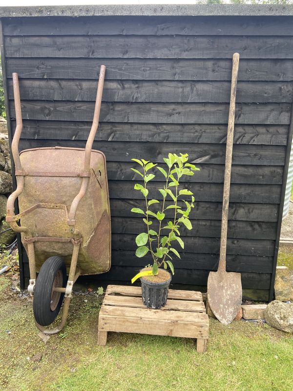 Canadian Serviceberry tree for sale UK