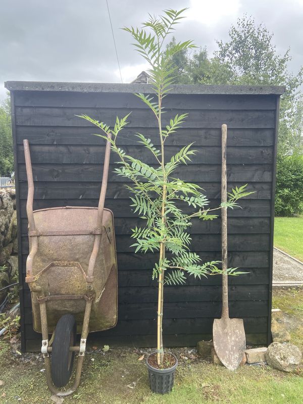Rowan tree for sale UK