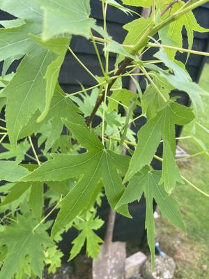 Sweet Gum — view 2
