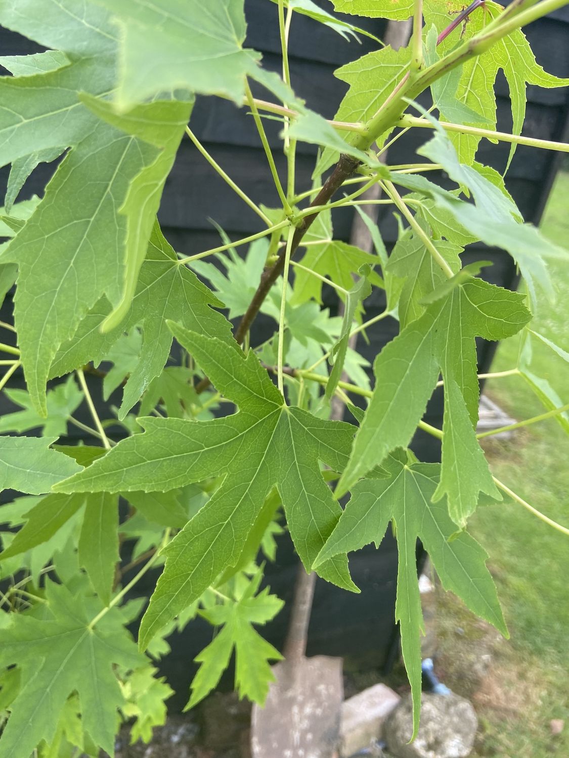 LIQUIDAMBAR styraciflua &#39;Worplesdon&#39; / Sweet Gum