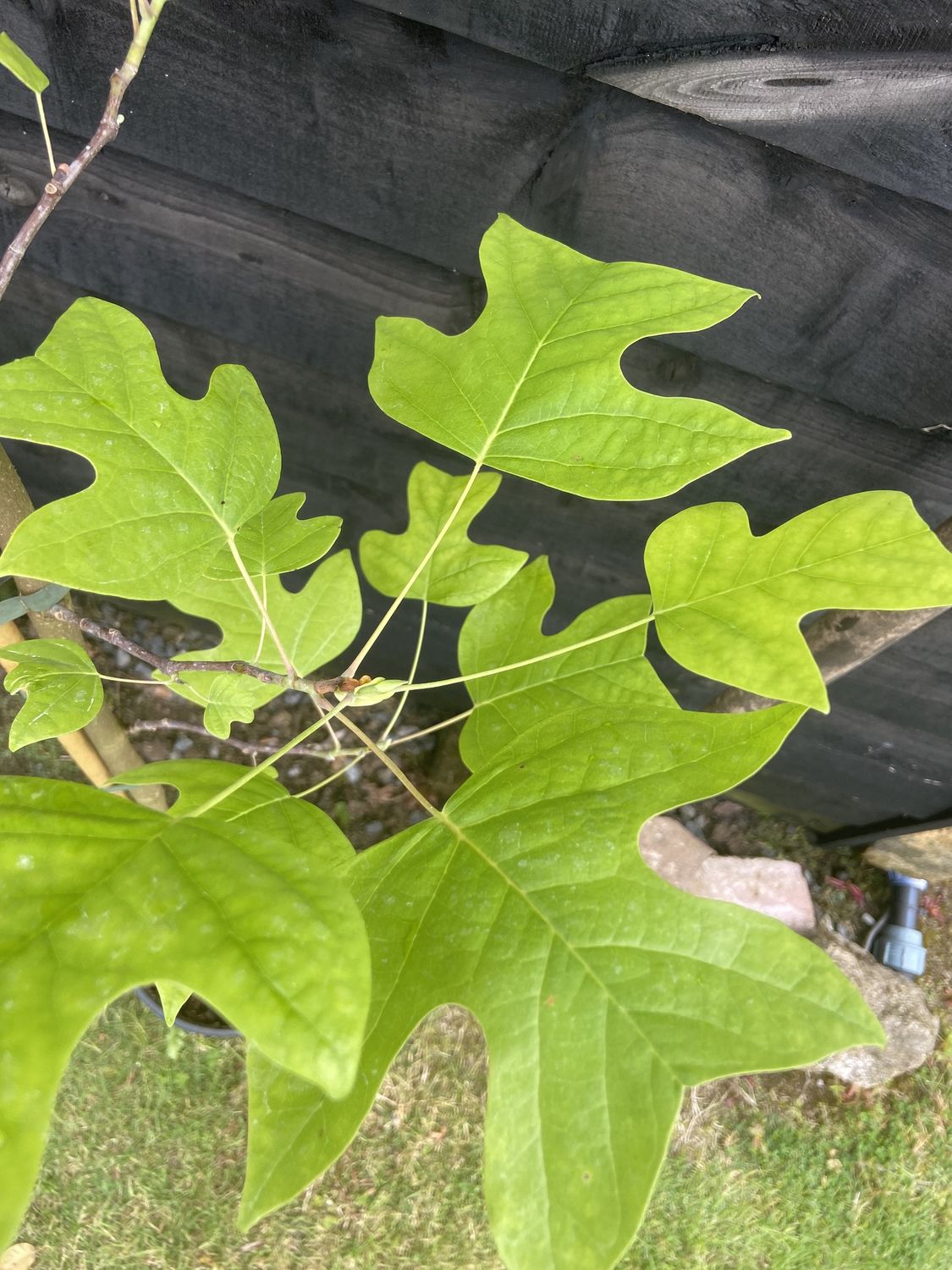 LIRIODENDRON tulipifera / Tulip Tree