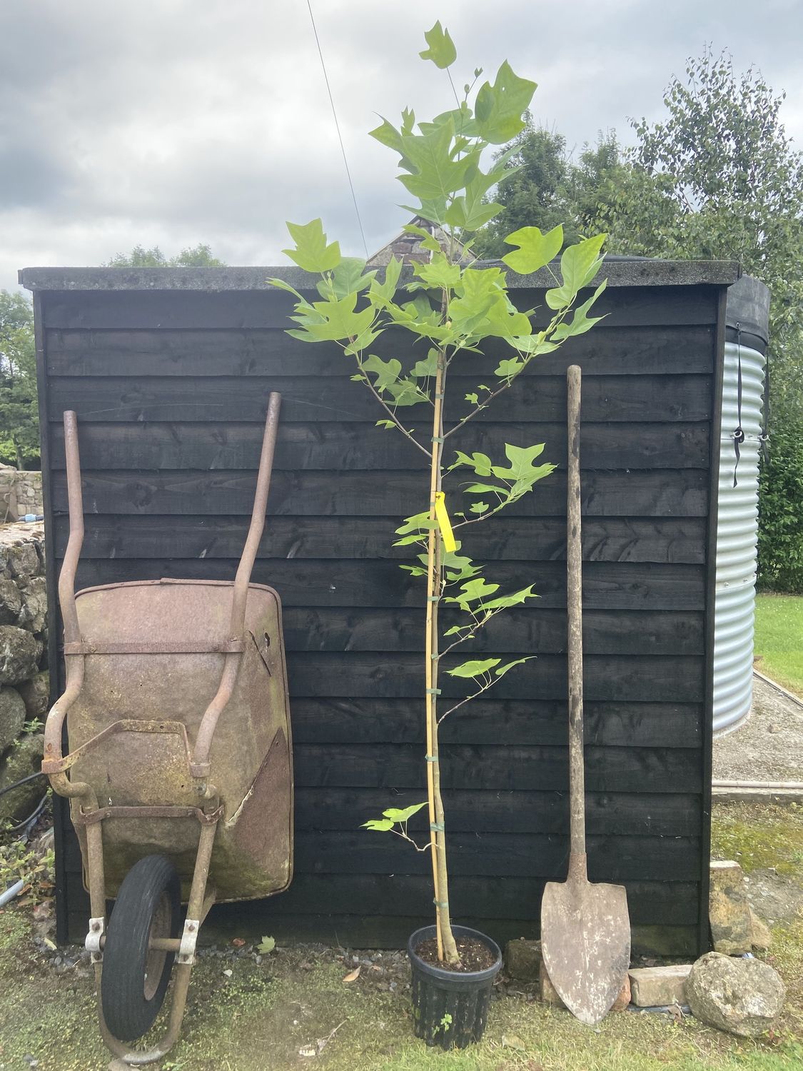 LIRIODENDRON tulipifera / Tulip Tree