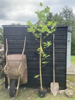 LIRIODENDRON tulipifera / Tulip Tree