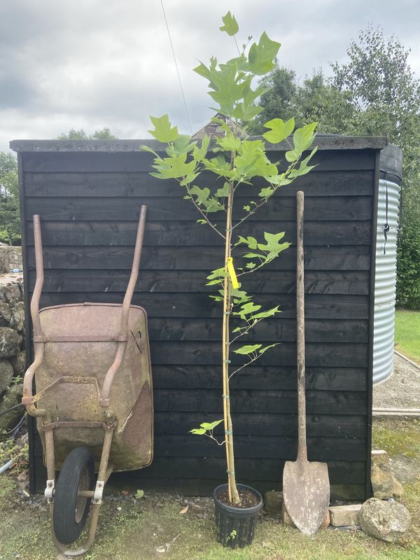 Tulip Tree tree for sale UK