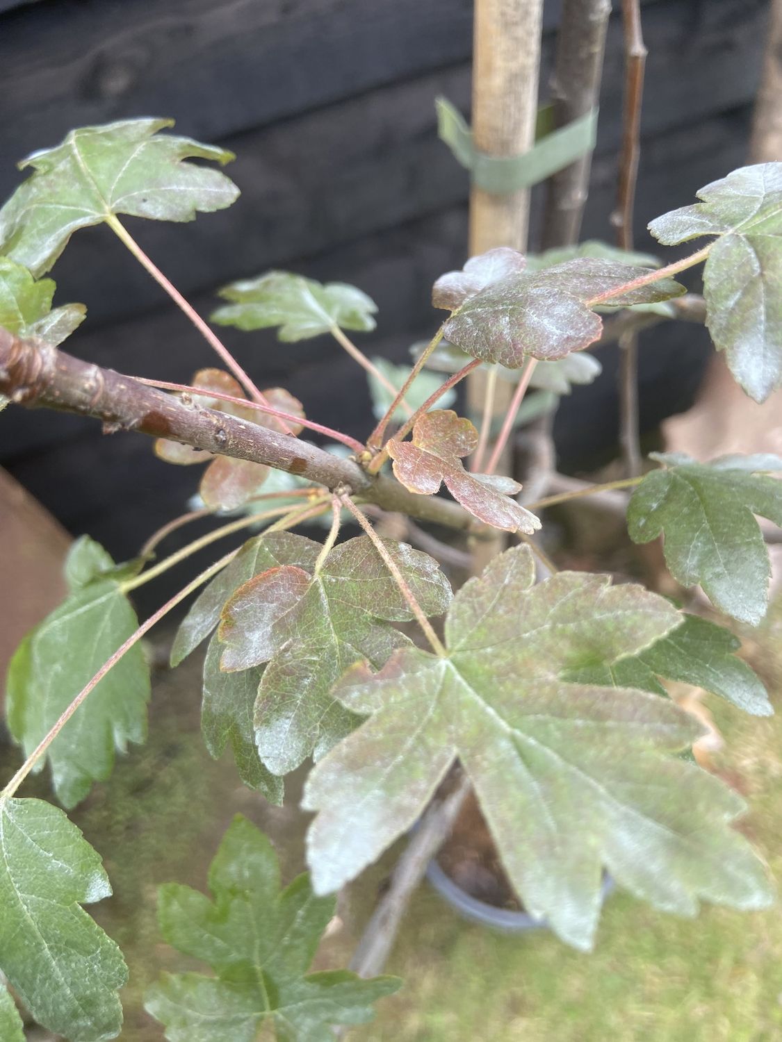 MALUS trilobata / Flowering Crab