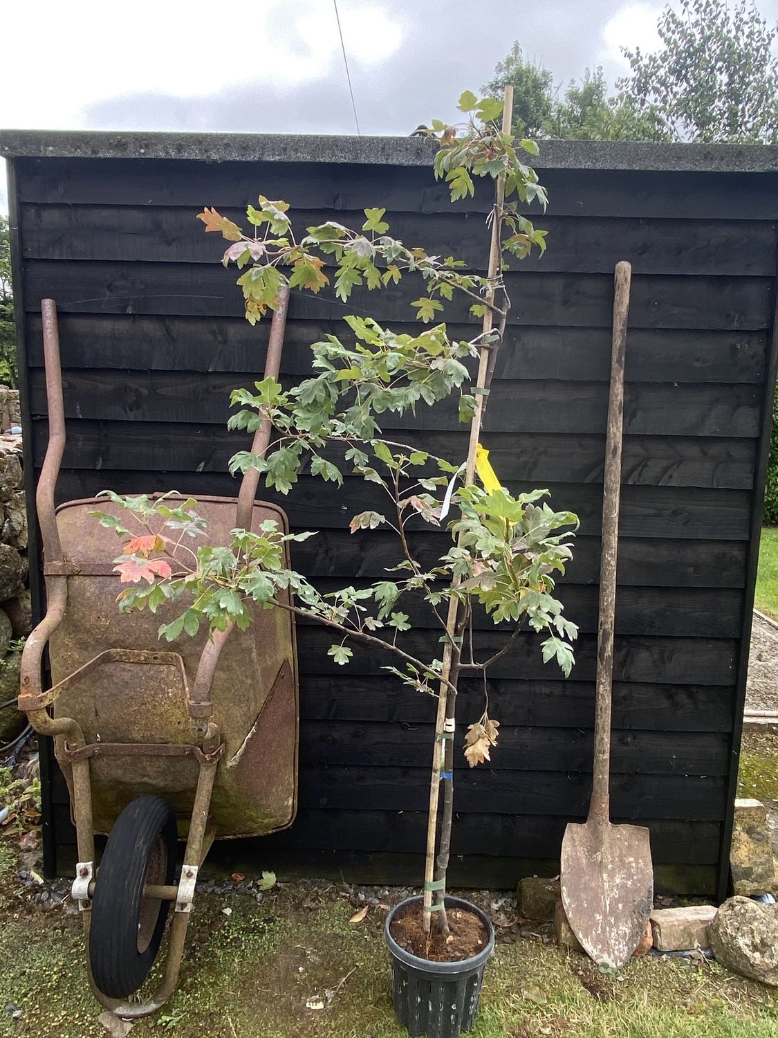 MALUS trilobata / Flowering Crab
