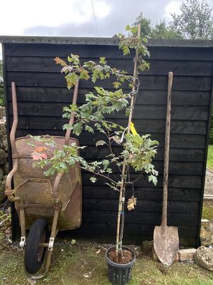 MALUS trilobata / Flowering Crab