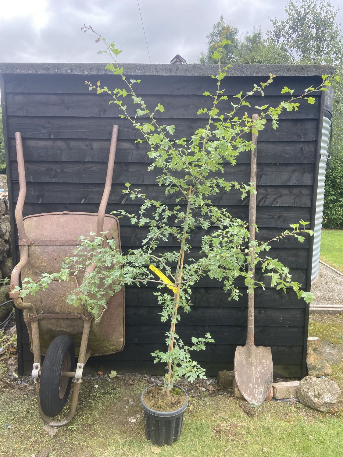 CRATAEGUS laevigata &#39;Crimson Cloud&#39; / Midland Hawthorn