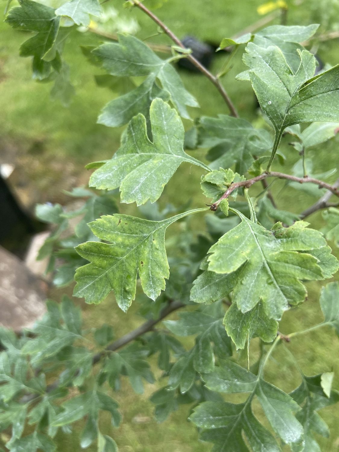 CRATAEGUS laevigata &#39;Crimson Cloud&#39; / Midland Hawthorn