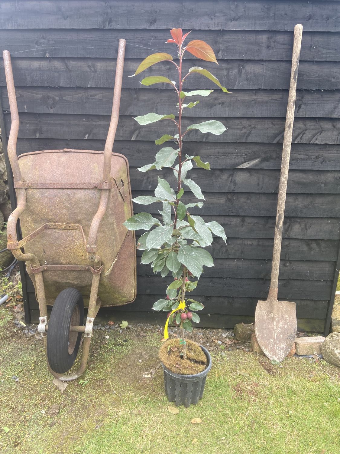 MALUS baccata ‘Columnaris Red’ / Columnar Crabapple