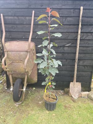 MALUS baccata ‘Columnaris Red’ / Columnar Crabapple