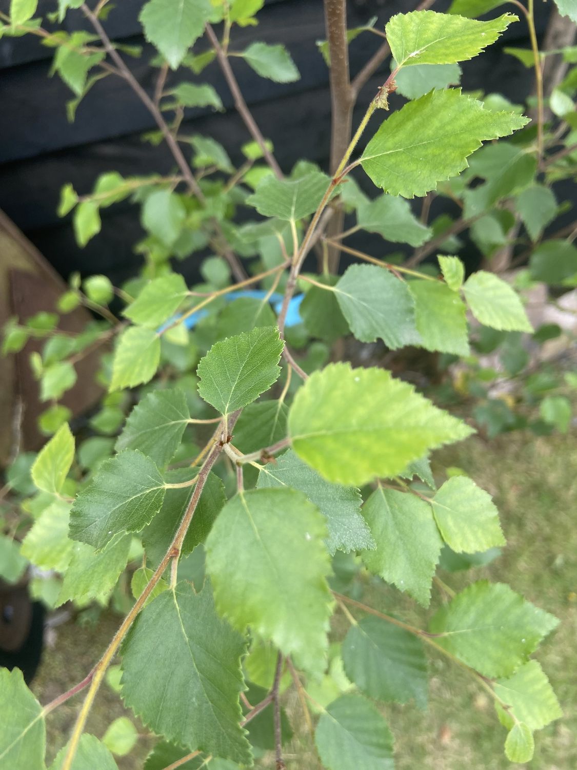 BETULA pubescens / Downy Birch