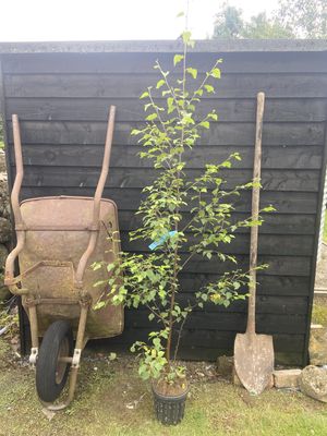 BETULA pubescens / Downy Birch