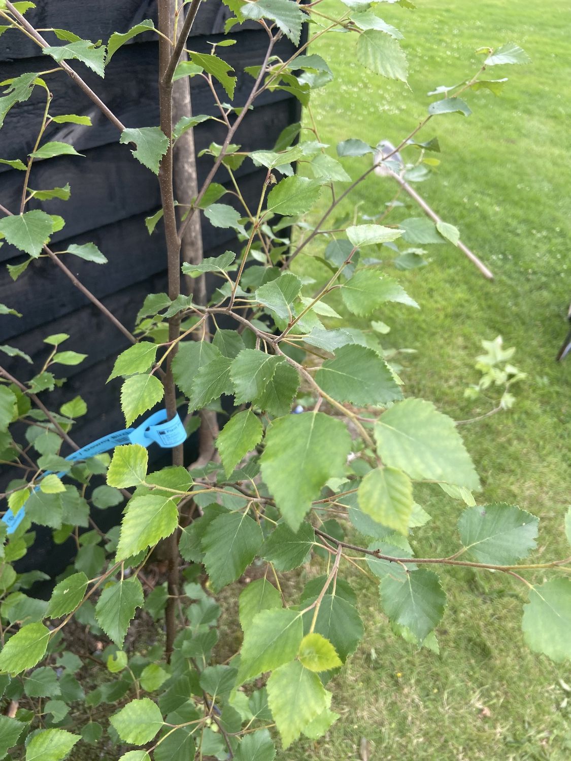 BETULA pubescens / Downy Birch