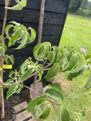 Flowering Dogwood — view 2
