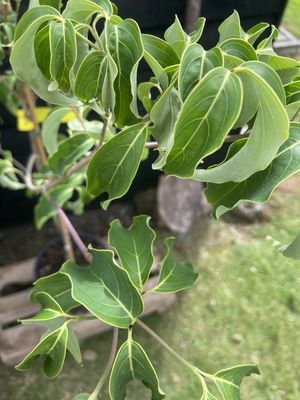 Flowering Dogwood — view 3