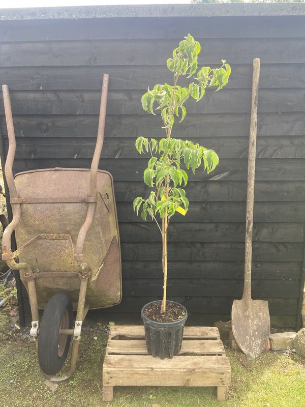 Flowering Dogwood tree for sale UK