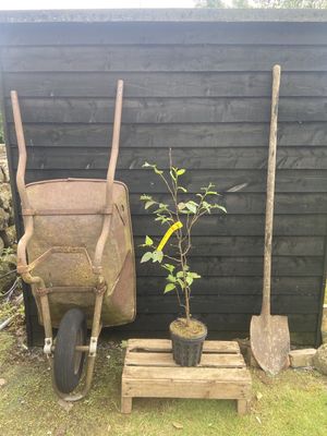 BETULA ermanii / Erman&#39;s Birch