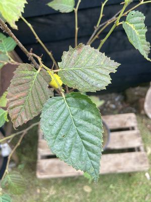 Erman's Birch — view 2