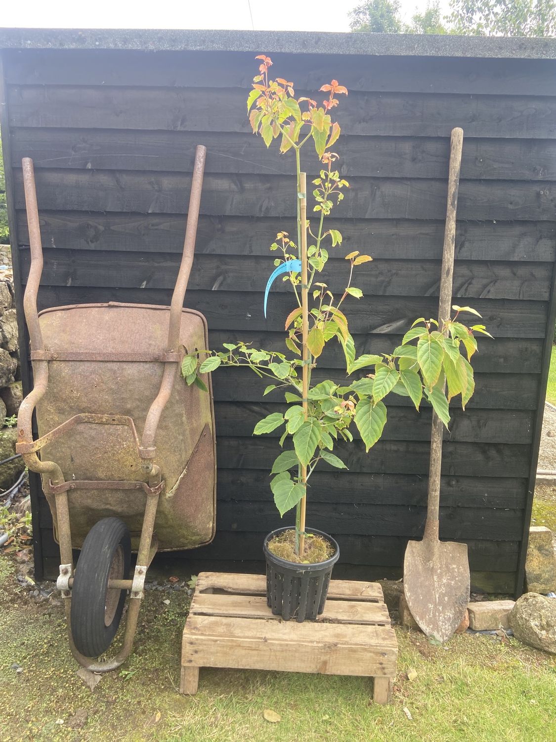 ACER davidii / Snakebark Maple