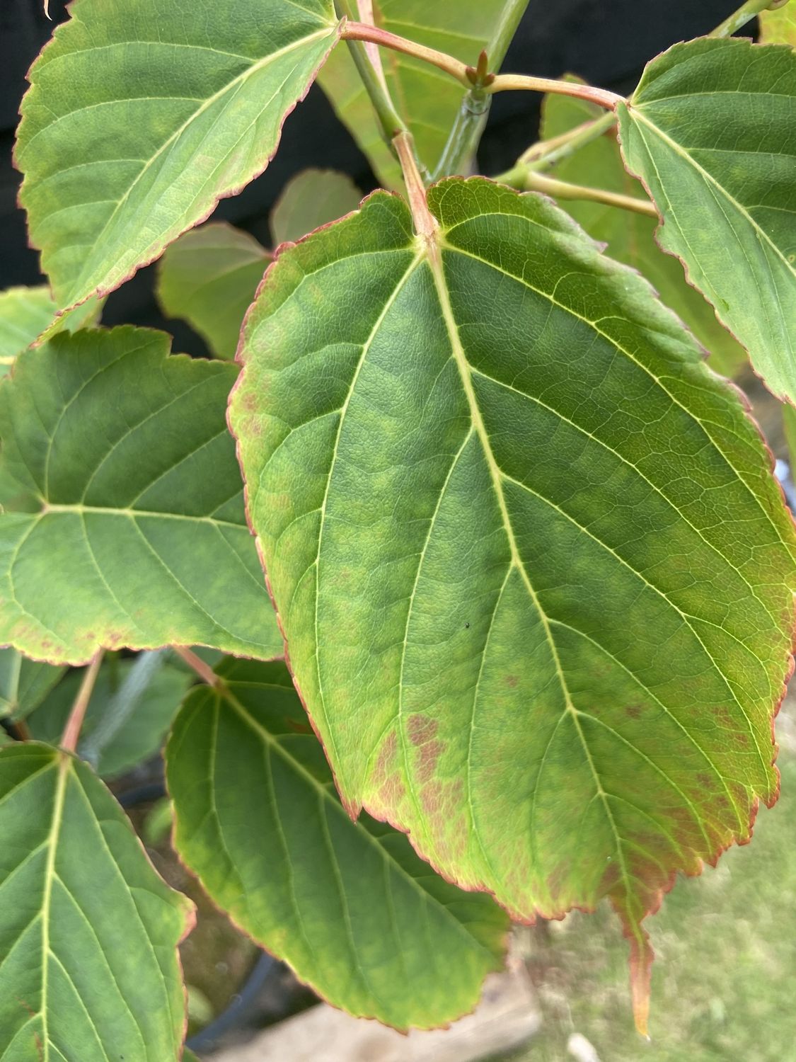 ACER davidii / Snakebark Maple