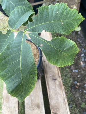 Shagbark Hickory — view 2
