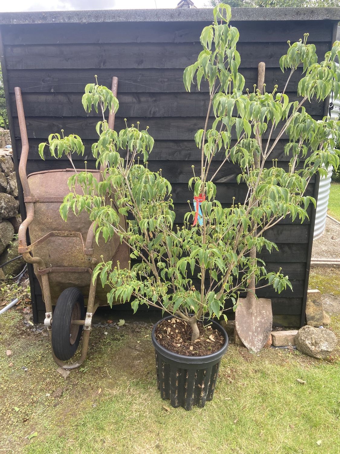 CORNUS kousa ‘Milky Way’ / Chinese Dogwood